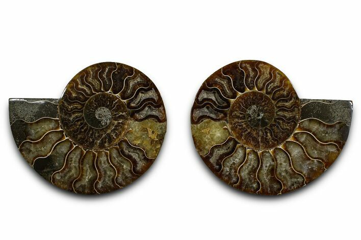 Cut & Polished Ammonite Fossil - Madagascar #379121
